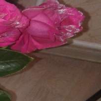 Исакова Ксения Александровна