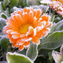 Евгения Морозова