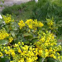 Нарубень Светлана Николаевна