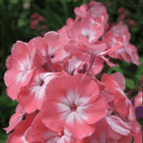 Екатерина Гурылева