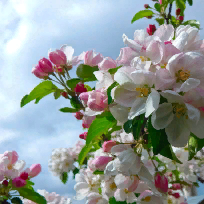 Новикова Елена Сергеевна