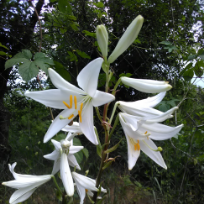 Никифорова Ольга Николаевна