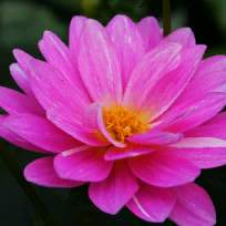 Эльвира Рависовна Бутова