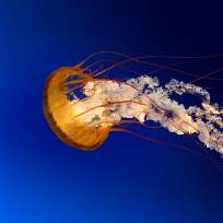 Белова Любовь Николаевна