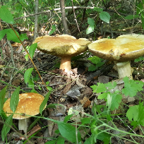 Хабарова Ольга Георгиевна