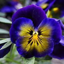 Киреева Наталья Юрьевна