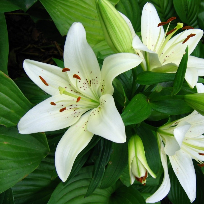 Демидова Нина Семеновна