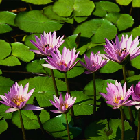 Демешко Елена Васильевна