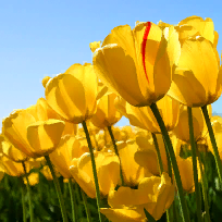 Антончик Ирина Александровна