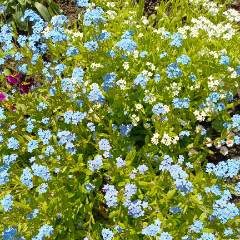 Конькова Наталья Федоровна