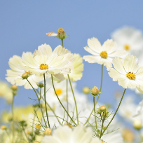 Ткачев Валерий Иванович