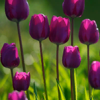 Журкина Ирина Александровна