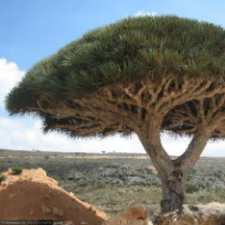 Куприянов Данила Алексеевич