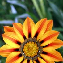 Бузинова Ирина Александровна