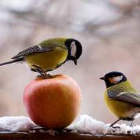 Гусева Елена Владимировна