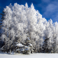Павлова Дина Айгазиновна