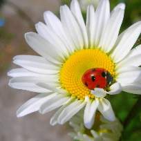 Андреева Алина Николаевна