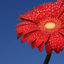 Волошина Людмила Николаевна