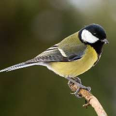 Лебедева Алёна Игоревна 