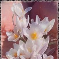 Бакытгуль Кенжеханова