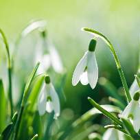 Пашута Людмила Александровна