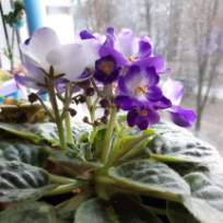 Понимасова Екатерина Олеговна