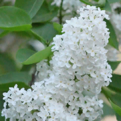 Роженцева Татьяна Рифовна