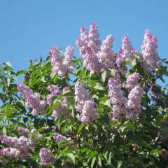 Быкова Наталья Николаевна