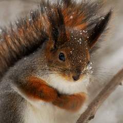 Теплых Наталья Николаевна