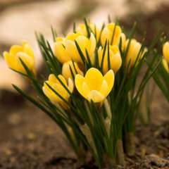 Никулина Елена Владимировна