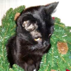 Рябова Елена Николаевна, Супрун Ирина Евгеньевна