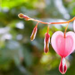 Андреева Софья Дмитриевна