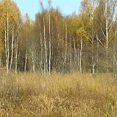 Демидова Наталия Анатольевна