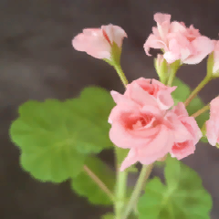 Соловьева Ольга Геннадьевна