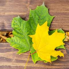 Массова Ольга Геннадьевна