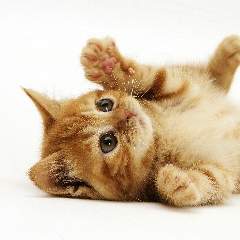 Панченко Наталья Александровна