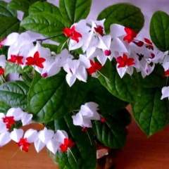 Борисова Клара Максимовна