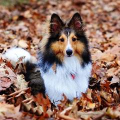 Михайлова Ольга Владимировна, Визнер Елена Олеговна