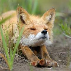 Юртина Наталья Николаевна