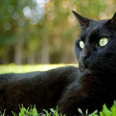 Черепанова Людмила Анатольевна