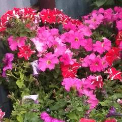 Кайсарова Алла Владимировна