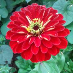 Мифтахова Равия Анасовна