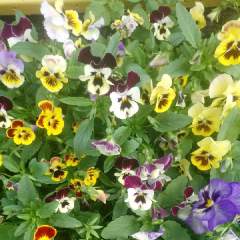 Алена Александровна Москалёва