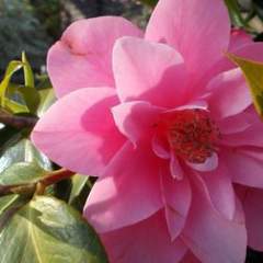 Саркина Татьяна Викторовна