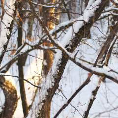 Вивея Саенко