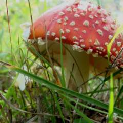 Вера Леонидовна Толстова