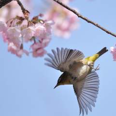 Овчинникова Дарья Анатольевна 