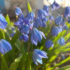 Лапина Елена Сергеевна