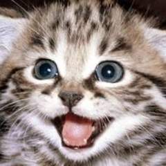 Сердюк Алена Николаевна