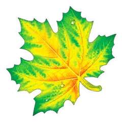 Десяева Елена Александровна